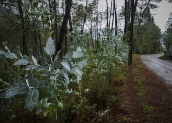 Eucalipto pode ajudar a prevenir risco de incêndios