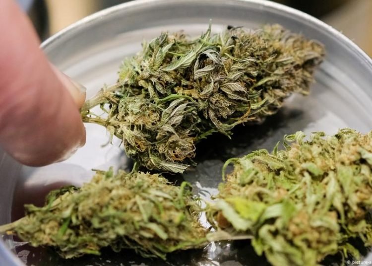 Estudos mais recentes reforçam eficácia da Cannabis Medicinal no tratamento ao Covid-19