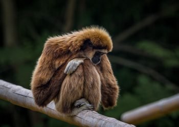 China registra primeira morte por vírus do macaco