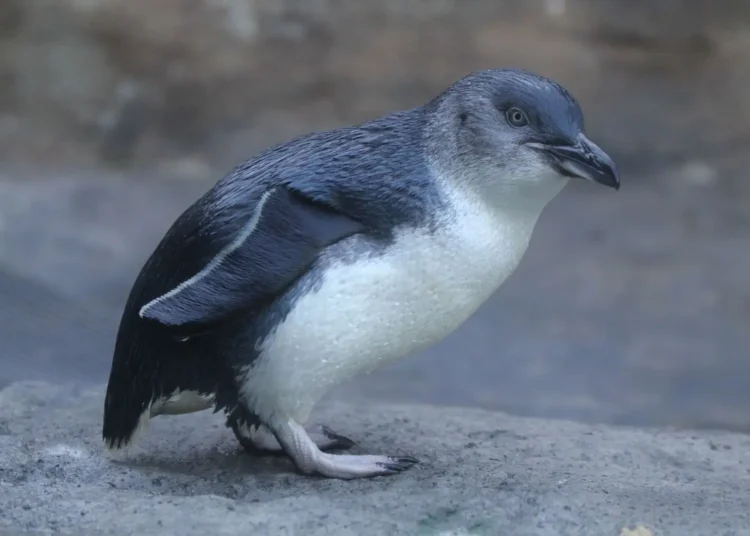 Como o Ruído das Embarcações Está Ameaçando a Vida dos Pinguins-Fada na Austrália