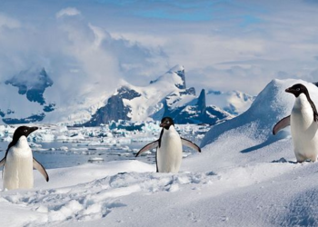 Como uma região gelada habitada por aves marinhas e mamíferos aquáticos entrou nas medidas comerciais de Trump