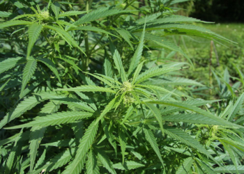 Vendas Internacionais de Cannabis por Portugal Registram Crescimento Expressivo