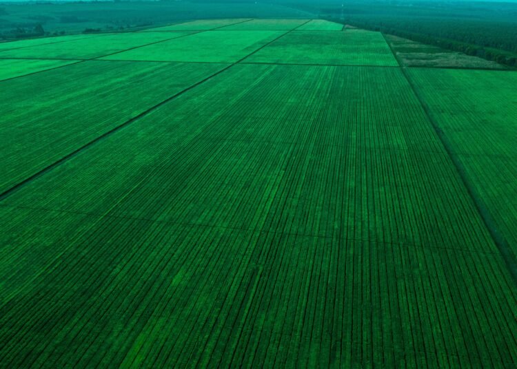 Aerial view of vast green fields in Njombe, Tanzania, showcasing organized agriculture.