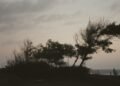 Gloomy silhouette of windswept trees against a twilight sky by the sea in Kretek, Indonesia.