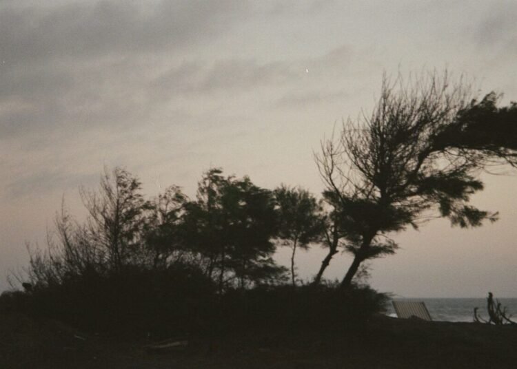 Gloomy silhouette of windswept trees against a twilight sky by the sea in Kretek, Indonesia.