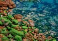 a body of water filled with lots of green algae