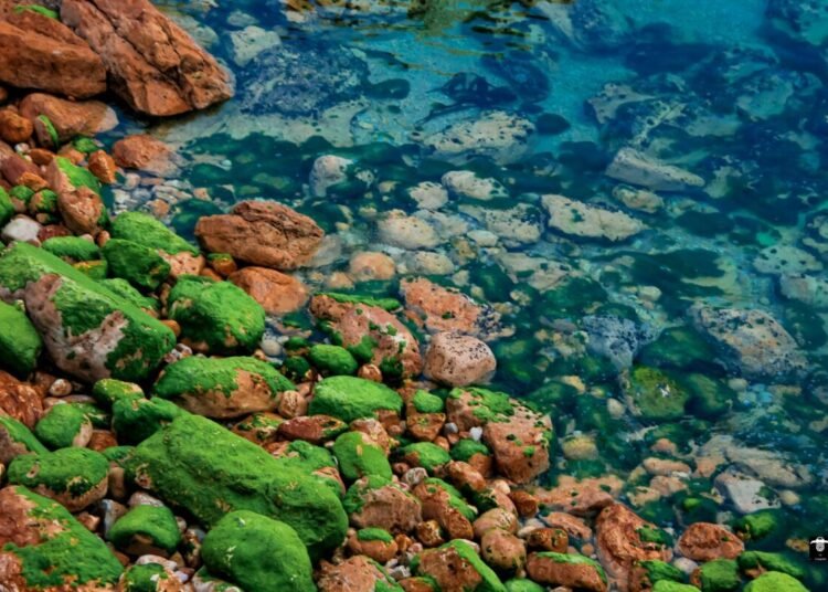 a body of water filled with lots of green algae