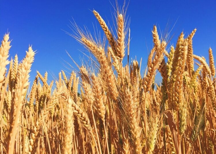 wheat field