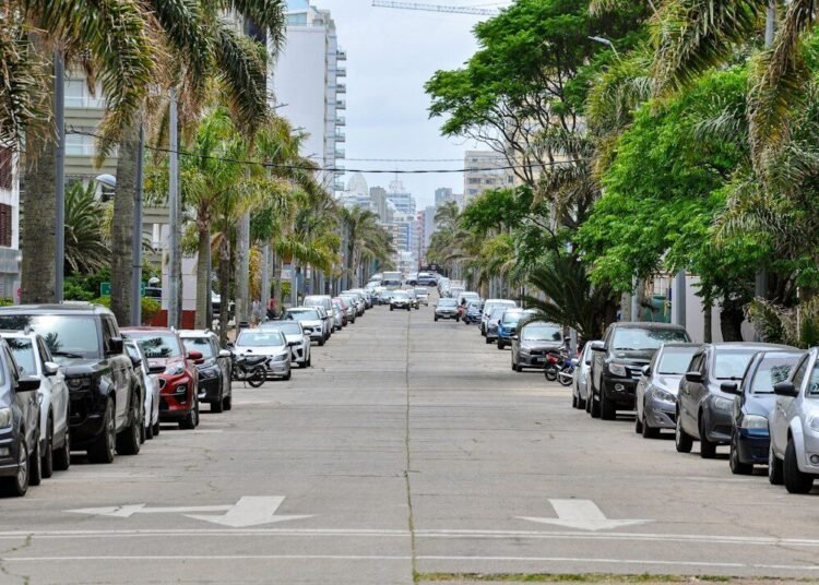 Street lined with parked cars and palm trees