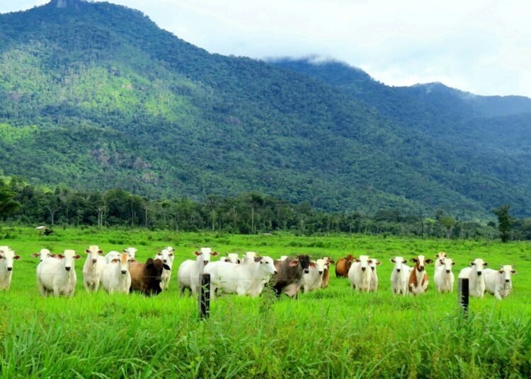 herd of white and black cow on green grass field during daytime